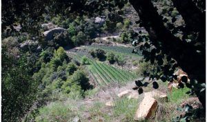 Vinyes en terrasses de Castell d'Encus