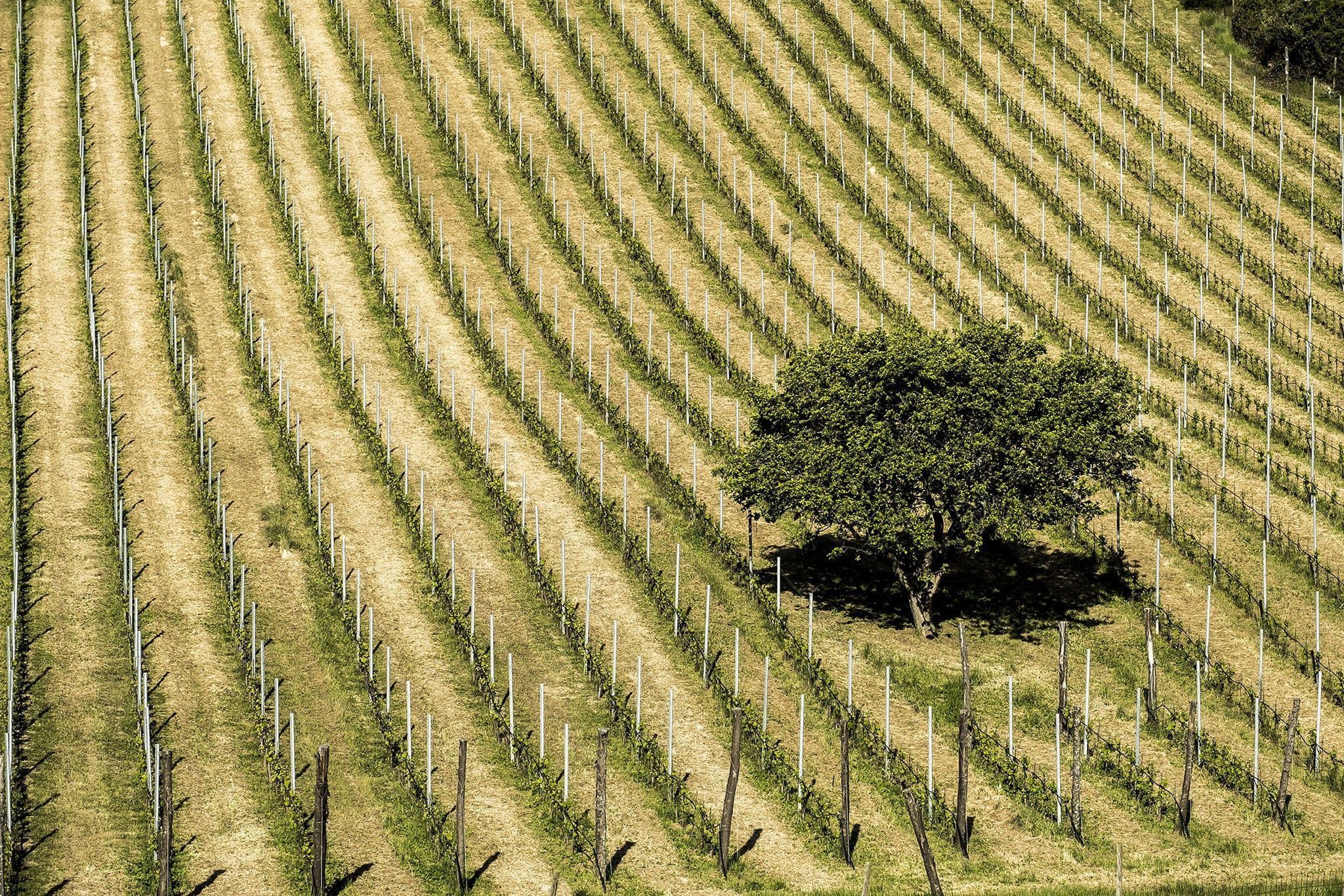 Viñedos de Santa Engracia