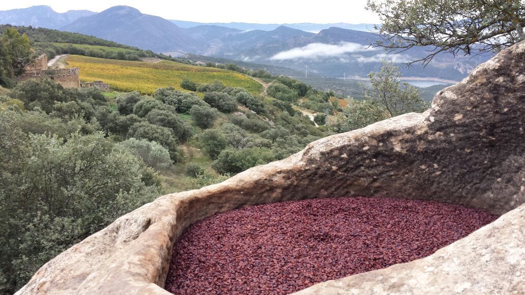 12th century stone vat full of fermenting red grapes.