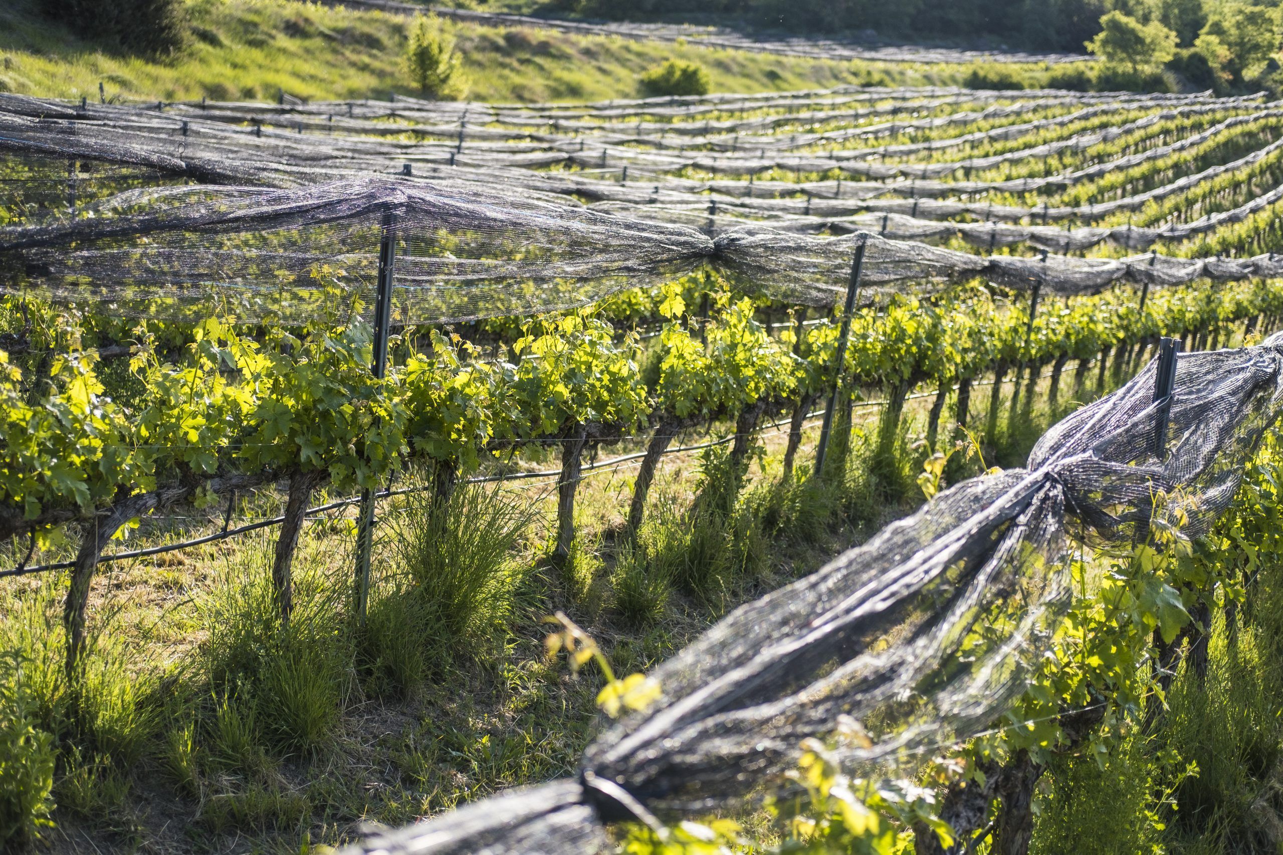 Detall de les vinyes a la primavera amb les xarxes. Finques de Castell d'Encus