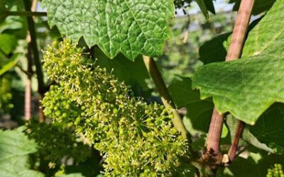 La vinya en flor a Castell d’Encus