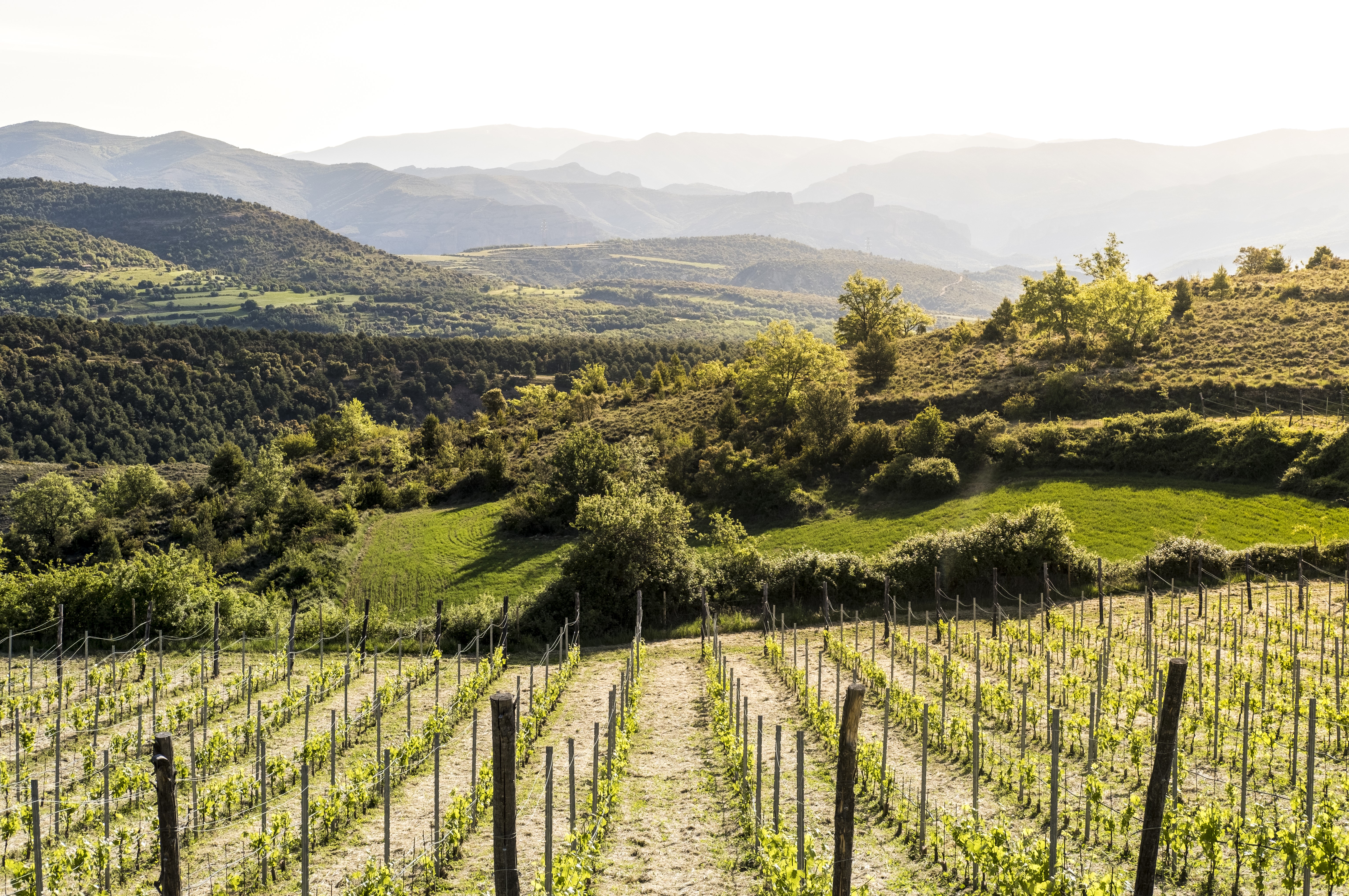 Wine by the winery Castell D'Encús.