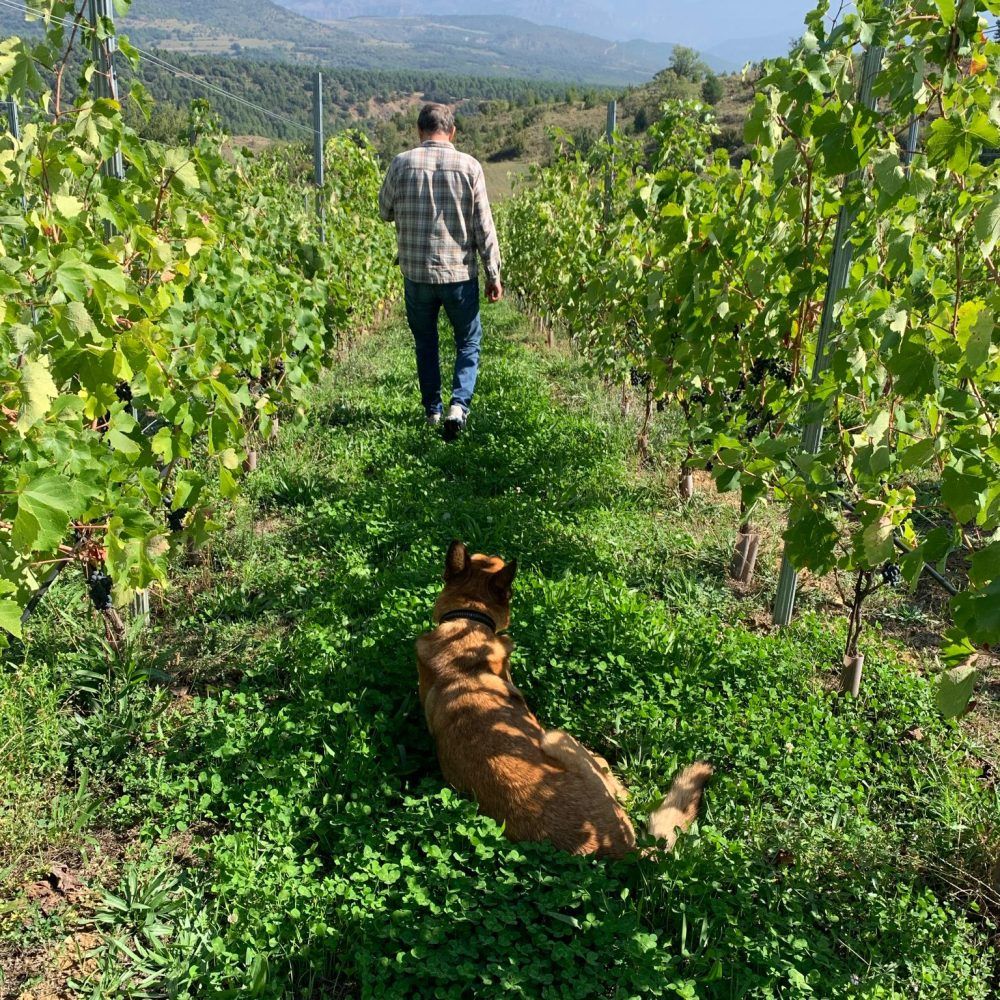 Raül Bobet caminant entre les vinyes de Santa Engràcia sota l'atenta mirada del seu gos. Verema de l'any 2021