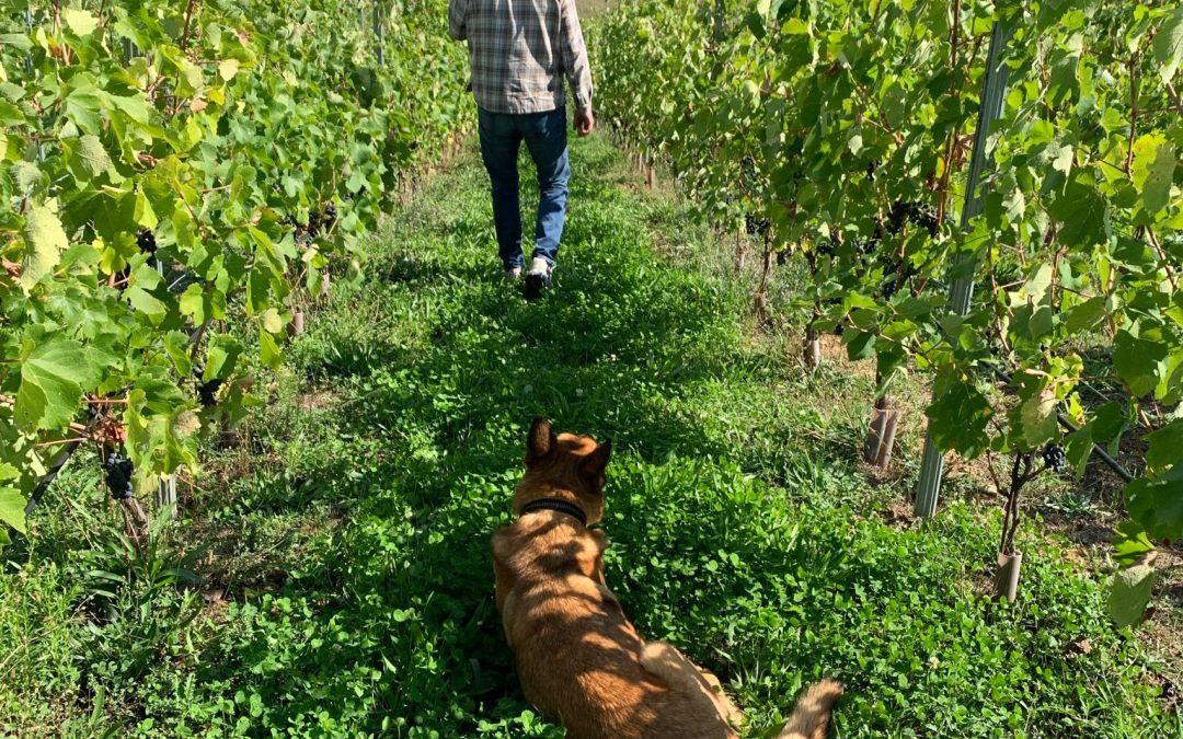 Factors of the Vineyard